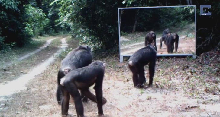 Djungel, Gabon, Spegel, Fotograf, vilda djur